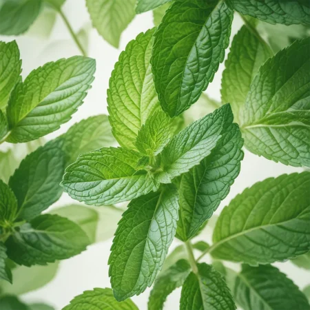 Mint Honeybalm